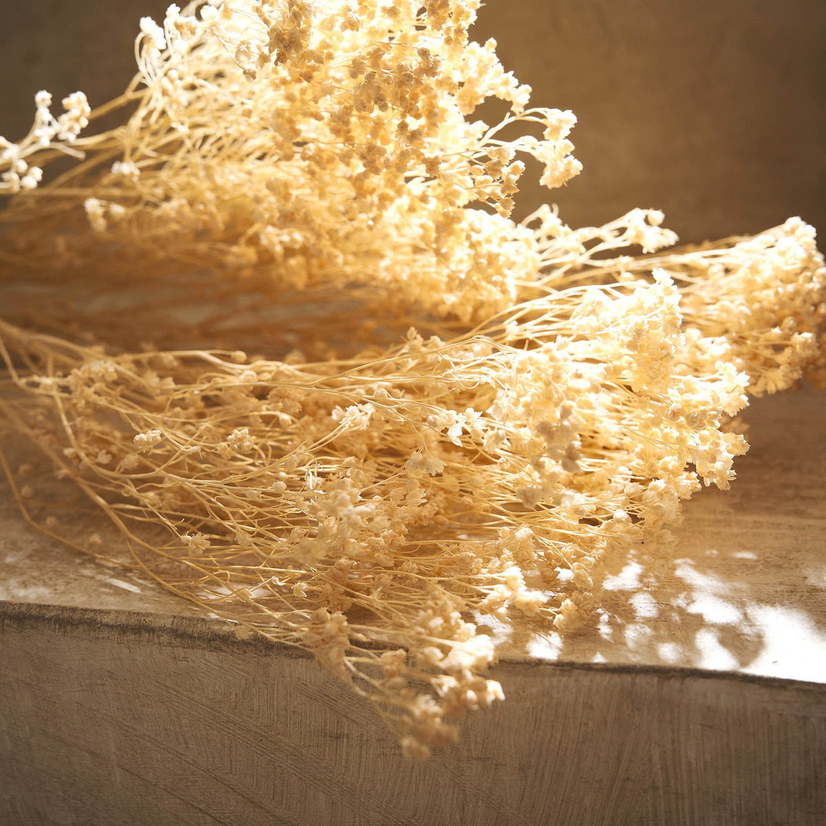 Dried Broom flowers 118