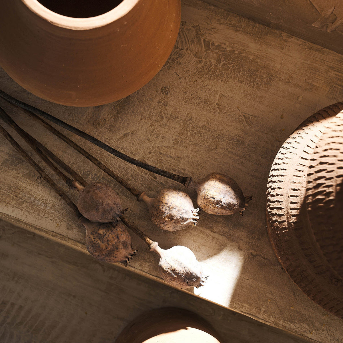 Dried Papaver flowers 124
