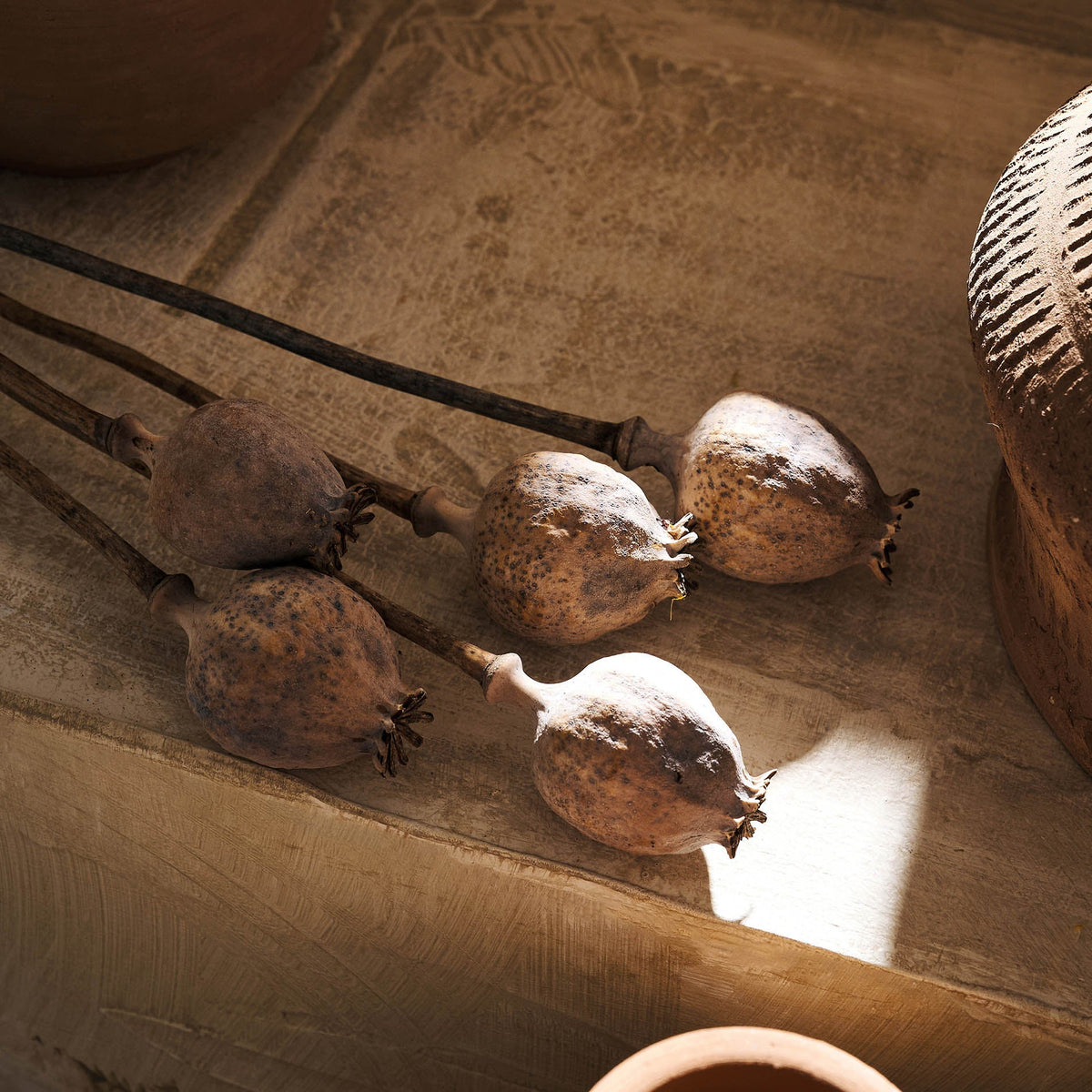Dried Papaver flowers 124